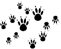 6raccoons